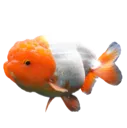 RanchuGold_fih