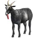 GOAT GOAT