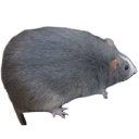 bigrat
