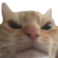 AngryCat