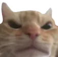 :AngryCat: