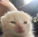 huh