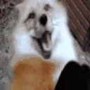happyfox