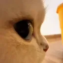 cat_sideeye