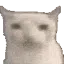 catblink