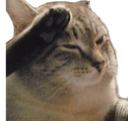A brown tabby cat performing a crisp salute with its paw.
