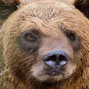 bear_no bear_no