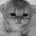 black_and_white_kaw