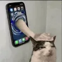 Cat_pat