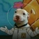 A white dog wearing a space suit with a pink flower on its head looks confused with a shrug gesture.