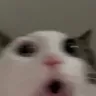 oooo oooo