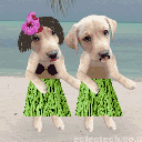 Two dogs wearing grass skirts and flowers dancing the hula on a beach.