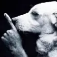 ShhhDog