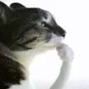 smartfella34