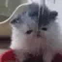 drinkcat