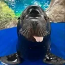 sealion_blehh