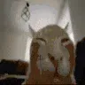 buhFlipExplode buhFlipExplode