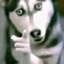 huskypointing