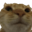 catnono