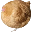 round_chicken