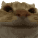 Nope animated emote | Sachsen Treff | .gg/Sachsen