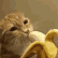 xx_gifcatbanana