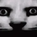 catcursed