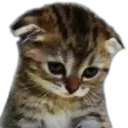 sadcat