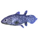 Coelacanth_fih Coelacanth_fih
