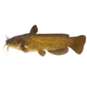 YellowBullheadCat_fih YellowBullheadCat_fih