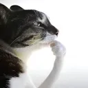 ne_think