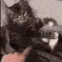 cat_tuck_bed