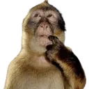 monkeythink