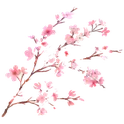cherryblossombranch
