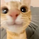 cute