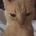 angy_cat