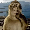 thinking_monkey