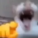 catlaugh