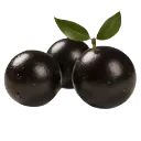 Jabuticaba Jabuticaba