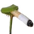 pot