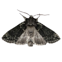 006_butterfly Discord Emoji from truly ᯓ✩ friends ㆍ giveaways ㆍ tags ㆍ chill ㆍ vc ㆍ hangout ㆍ social ㆍ cute ㆍ emotes ㆍ active ㆍ chat