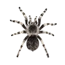 010_spider