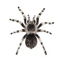 010_spider custom emote | truly ᯓ✩ friends ㆍ giveaways ㆍ tags ㆍ chill ㆍ vc ㆍ hangout ㆍ social ㆍ cute ㆍ emotes ㆍ active ㆍ chat