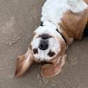doggo Discord emoji