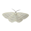 009_butterfly Discord Emoji from truly ᯓ✩ friends ㆍ giveaways ㆍ tags ㆍ chill ㆍ vc ㆍ hangout ㆍ social ㆍ cute ㆍ emotes ㆍ active ㆍ chat