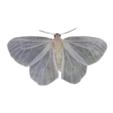 010_butterfly Discord Emoji | truly ᯓ✩ friends ㆍ giveaways ㆍ tags ㆍ chill ㆍ vc ㆍ hangout ㆍ social ㆍ cute ㆍ emotes ㆍ active ㆍ chat