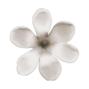 006_flower1 custom emote - truly ᯓ✩ friends ㆍ giveaways ㆍ tags ㆍ chill ㆍ vc ㆍ hangout ㆍ social ㆍ cute ㆍ emotes ㆍ active ㆍ chat