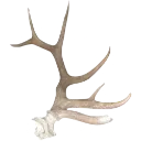 006_antlers