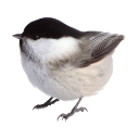 010_birdy Discord sticker - truly ᯓ✩ friends ㆍ giveaways ㆍ tags ㆍ chill ㆍ vc ㆍ hangout ㆍ social ㆍ cute ㆍ emotes ㆍ active ㆍ chat