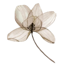 006_flower2 Discord sticker | truly ᯓ✩ friends ㆍ giveaways ㆍ tags ㆍ chill ㆍ vc ㆍ hangout ㆍ social ㆍ cute ㆍ emotes ㆍ active ㆍ chat